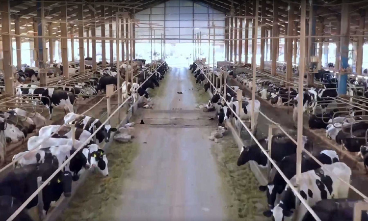 Front Page 11 Livestock Management